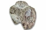 Triassic Fossil Phytosaur Vertebra - New Mexico #325137-1